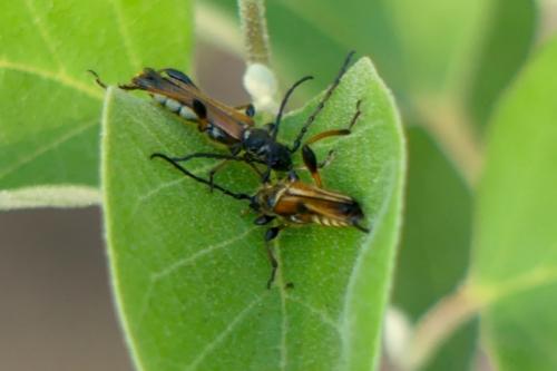 Stenopterus ater